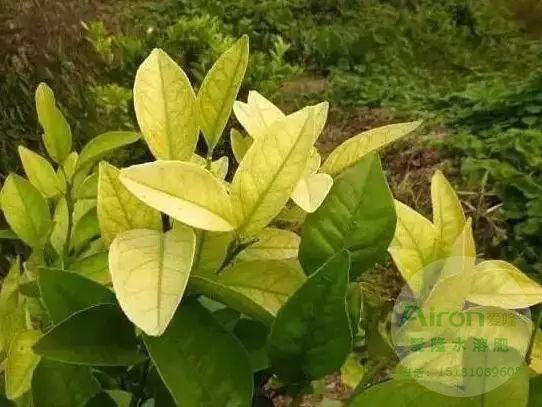 黄金搭档叶面肥