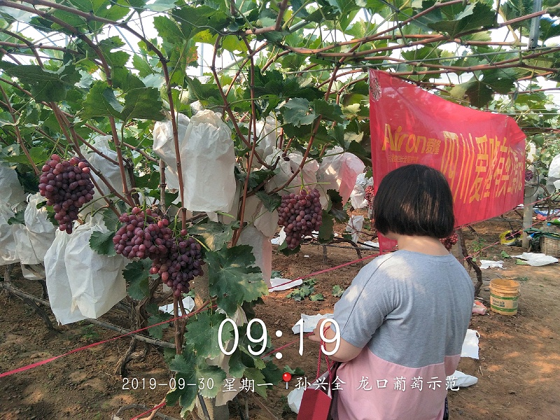 国产水溶肥