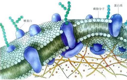 细胞膜亚显微结构模式图
