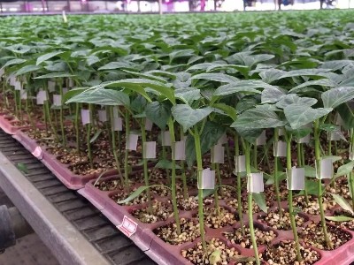 蔬菜用什么肥好