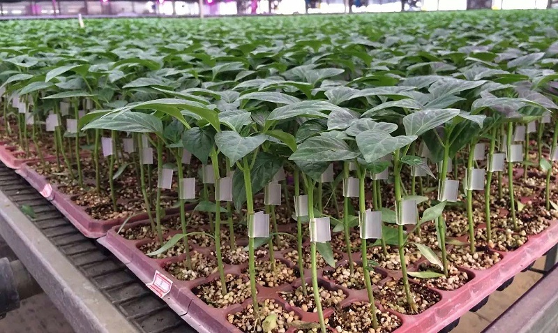 蔬菜用什么肥好