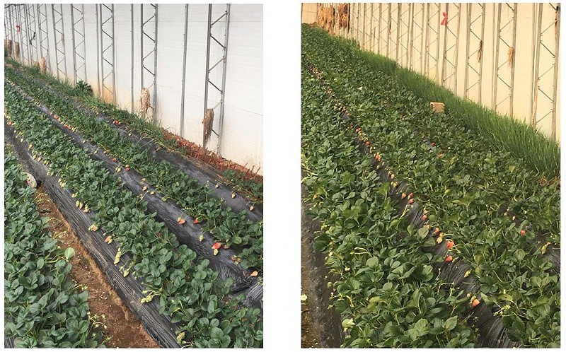 使用爱隆高钾型水溶肥种植的草莓对比
