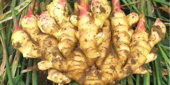 大姜种植问题