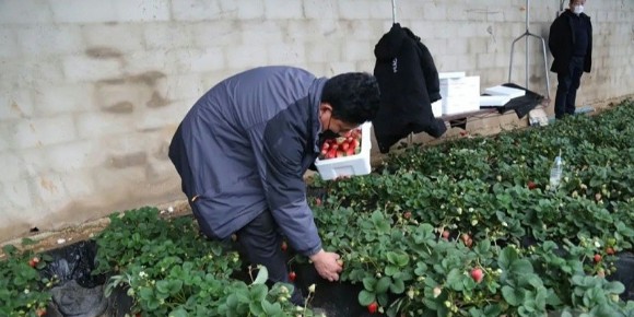 草莓重茬产量低