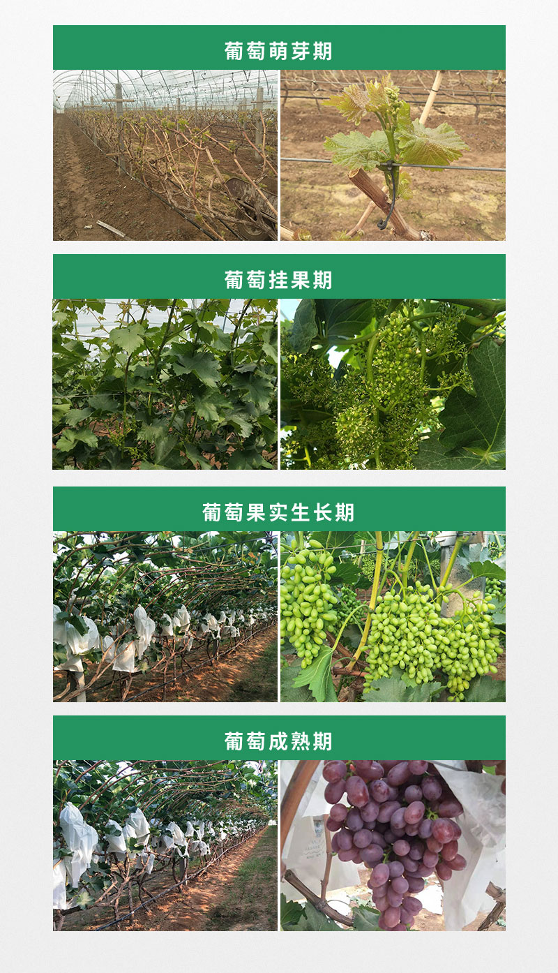 爱多根_06