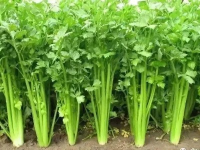 芹菜怎么用肥好