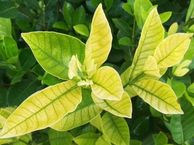 植物缺铁症状