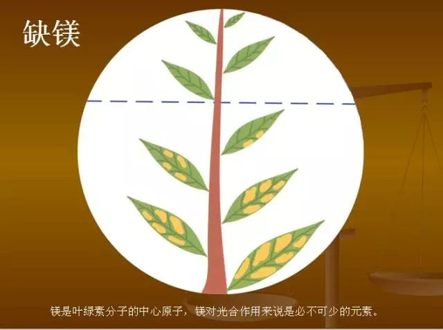 作物缺肥图解