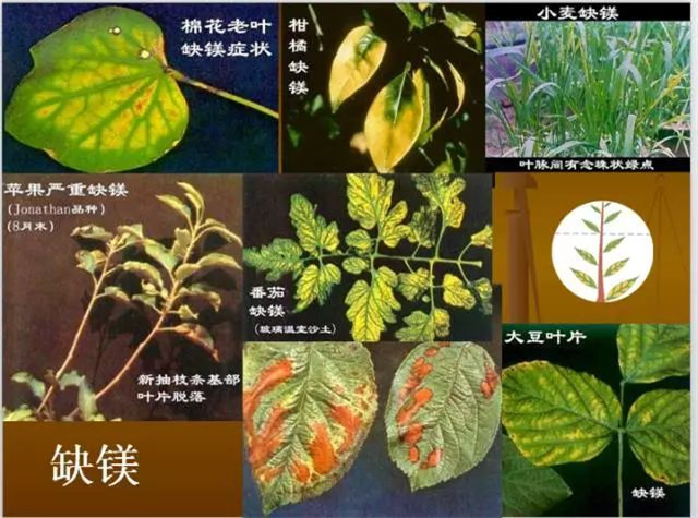 作物缺肥图解