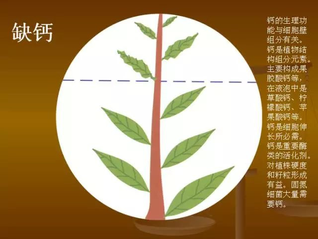 作物缺肥图解