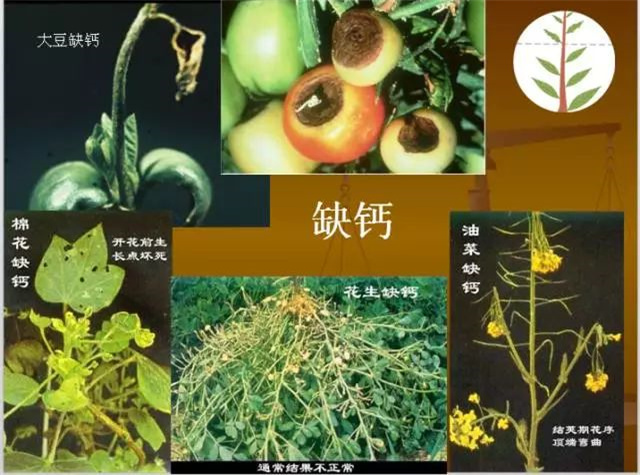 作物缺肥图解