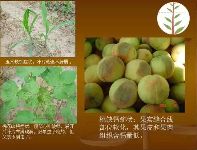 作物缺肥图解