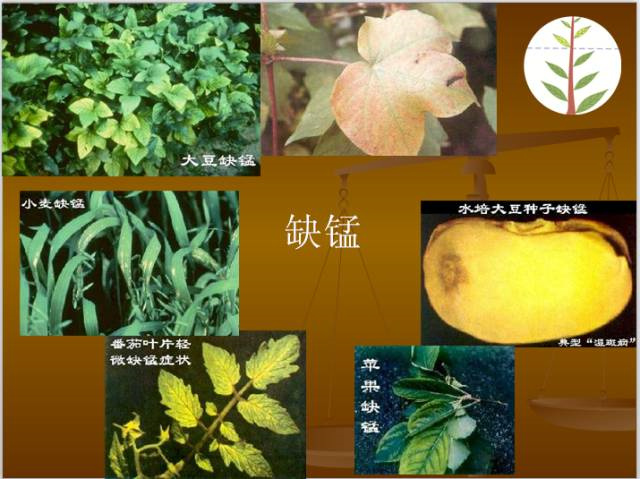 作物缺肥图解