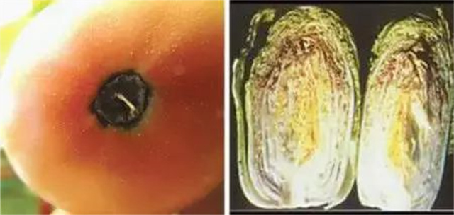 作物缺肥图解