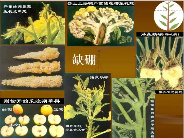 作物缺肥图解