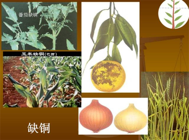 作物缺肥图解