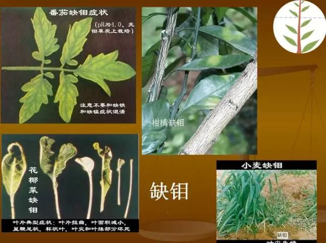 作物缺肥图解
