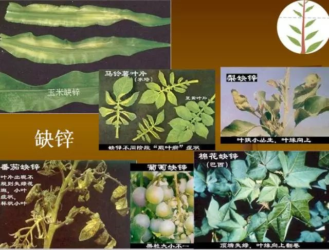 作物缺肥图解