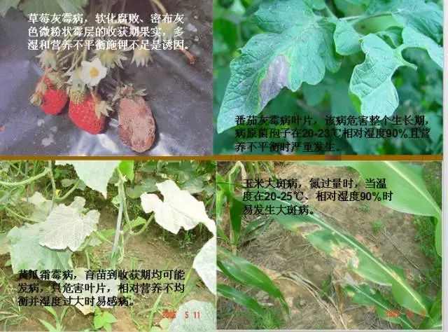 作物缺肥图解