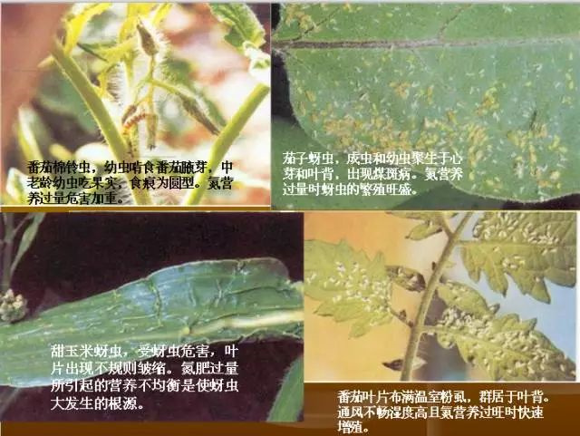 作物缺肥图解