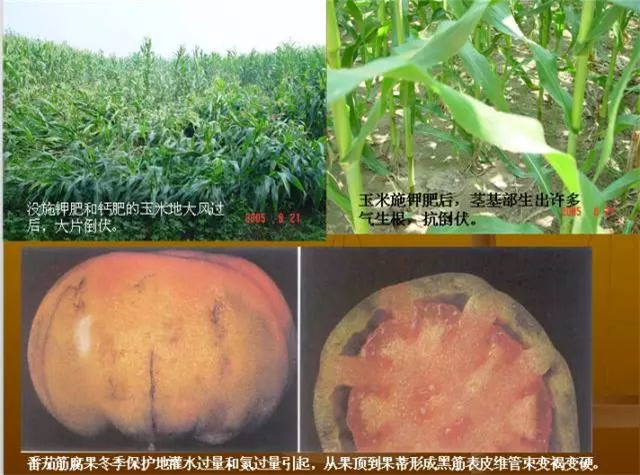 作物缺肥图解