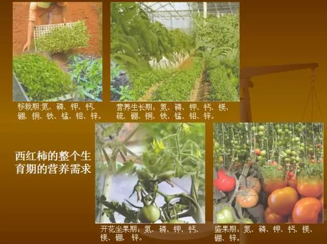 作物缺肥图解