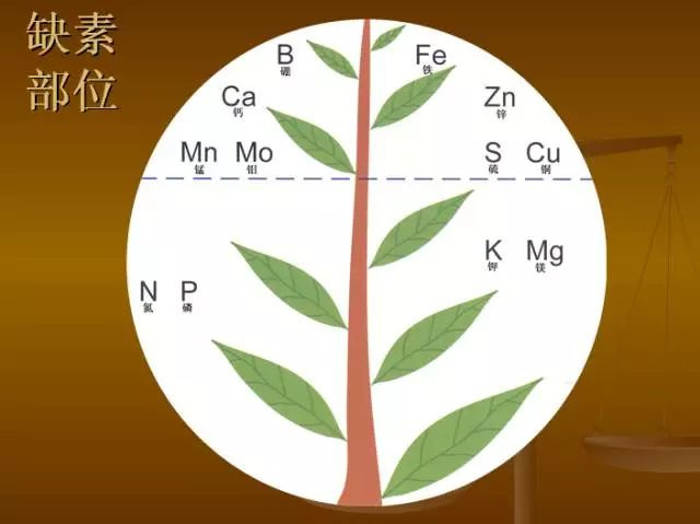 作物缺肥图解