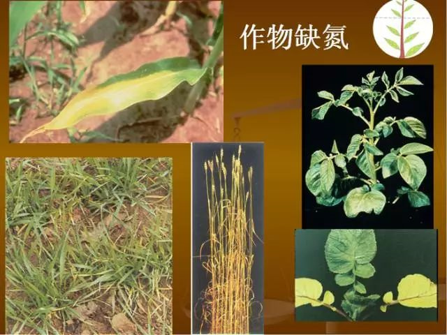 作物缺肥图解