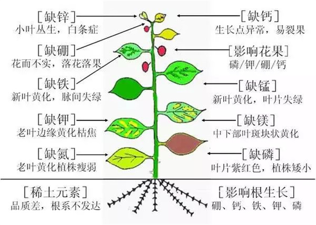 作物缺肥图解