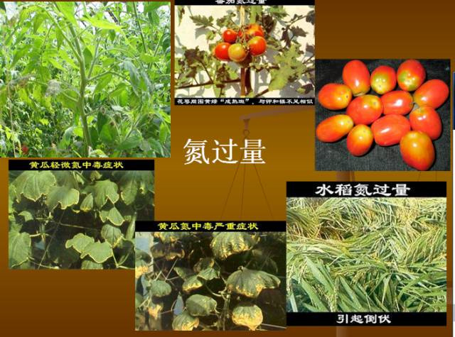 作物缺肥图解