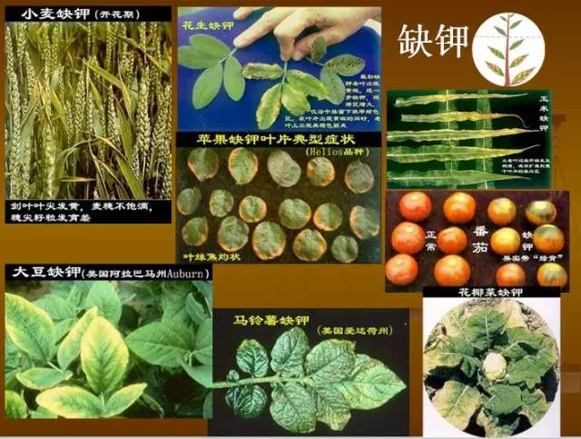 作物缺肥图解