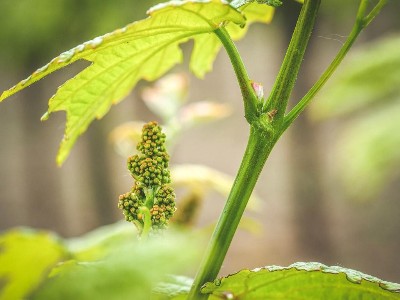 葡萄花穗小