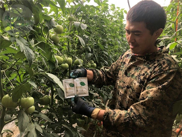 西红柿膨果水溶肥