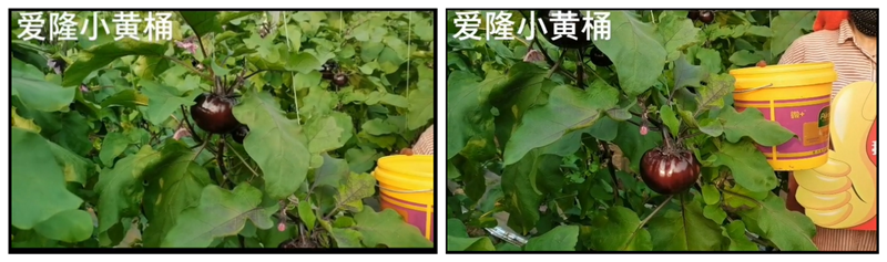 爱隆水溶肥小黄桶