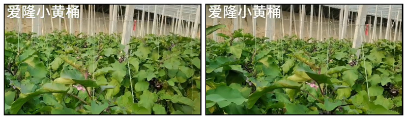 爱隆水溶肥小黄桶