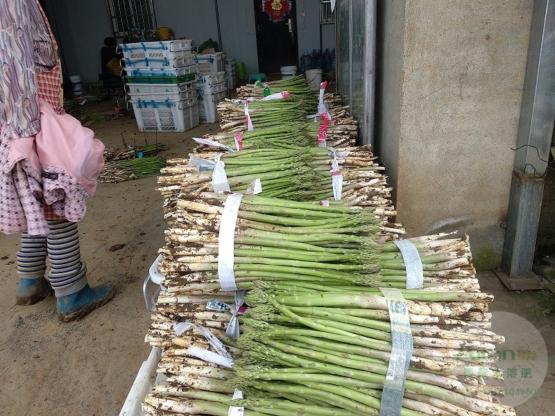 平衡肥