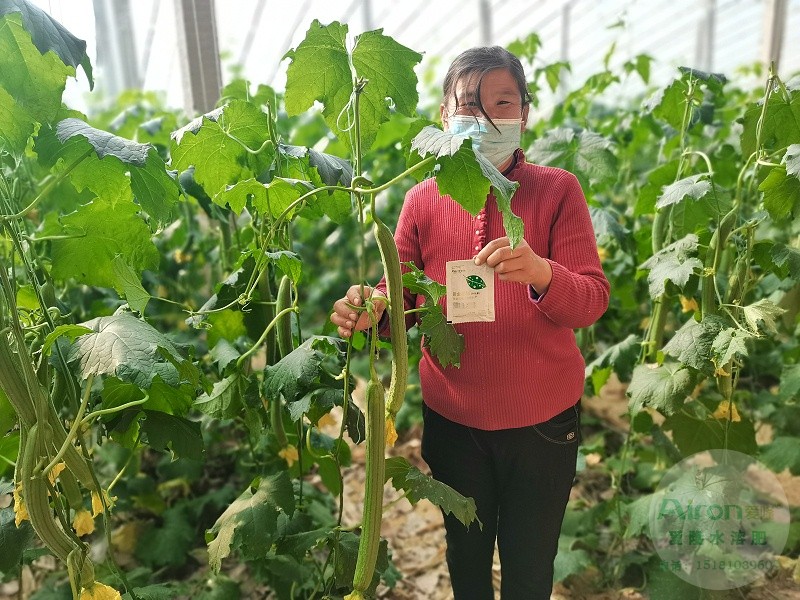 丝瓜用什么肥料产量高