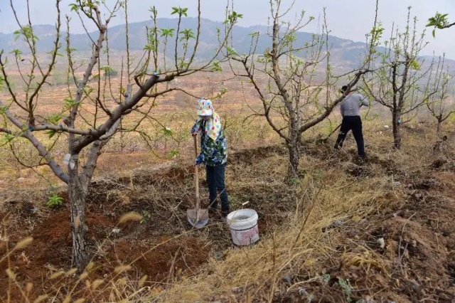 苹果树对氮、磷、钾的需求规律