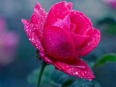 冬季玫瑰花颜色变深