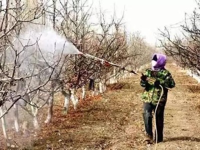 春季苹果清园
