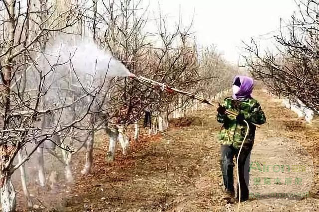 春季苹果清园