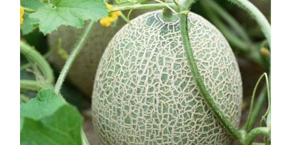 平衡肥