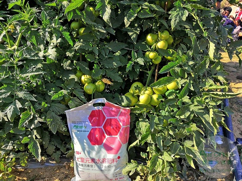 使用爱隆高钾型大量元素水溶肥的番茄试验田